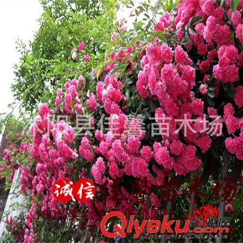 批發薔薇花苗 月季苗 薔薇小苗  低價處理1-8年生 規格齊全包成活原始圖片3