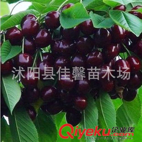 批發櫻桃果樹苗 黑珍珠櫻桃苗 櫻桃結果苗 嫁接 櫻桃樹苗1-10CM