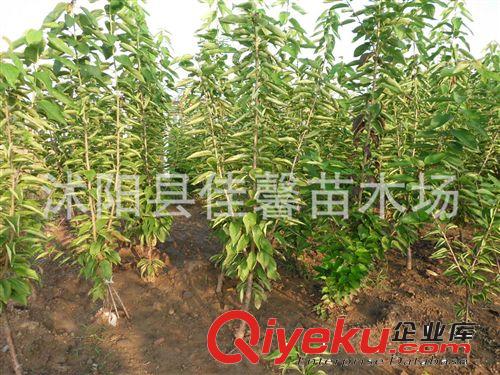 批發櫻桃果樹苗 黑珍珠櫻桃苗 櫻桃結果苗 嫁接 櫻桃樹苗1-10CM