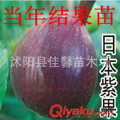 直銷橘子果樹(shù) 砂糖橘樹(shù)苗zz四會(huì)嫁接沙糖桔苗