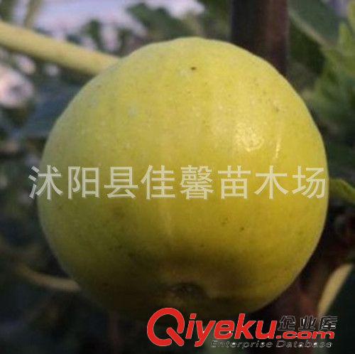 直銷果樹苗 大紅袍板栗苗 抗病性強(qiáng) 易成活 結(jié)果多 規(guī)格齊全