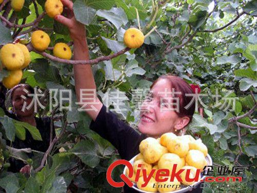 批發(fā)果樹苗金傲芬無花果苗（A212）果皮蠟黃 單果巨大原始圖片2