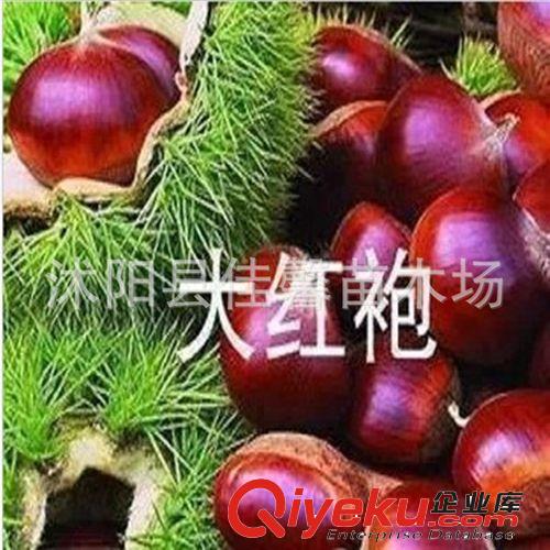 直銷果樹苗 大紅袍板栗苗 抗病性強 易成活 結(jié)果多 規(guī)格齊全