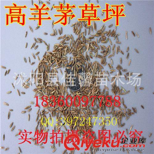 供應(yīng) 高羊茅草坪種子  高羊茅種子別墅草種 草坪種子 發(fā)芽率高原始圖片2