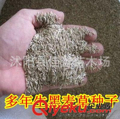 種子牧草籽 南北方多年生黑麥草種子 牛羊雞鴨魚鵝等專用牧草種子