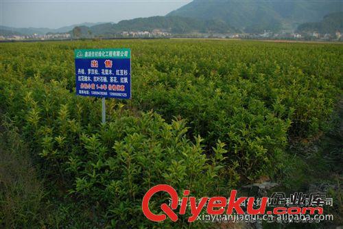 產地大量供應大葉紅花丹桂樹、丹桂苗、規格齊全批發兩年苗0.4元原始圖片2