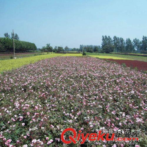 基地直銷 豐花月季 豐花月季苗 月季花 月季苗 月季批發