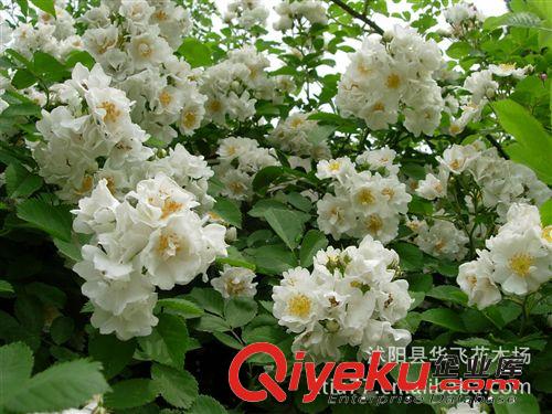 批發(fā)爬藤植物 薔薇 薔薇花 無(wú)刺薔薇 爬墻薔薇