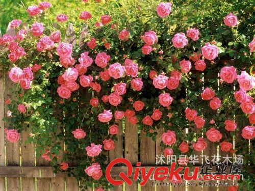 批發(fā)爬藤植物 薔薇 薔薇花 無(wú)刺薔薇 爬墻薔薇