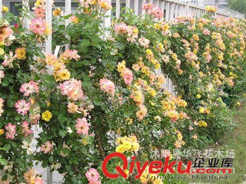 批發(fā)爬藤植物 薔薇 薔薇花 無(wú)刺薔薇 爬墻薔薇