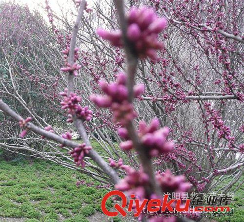 紫荊 紫荊花 紫荊樹 叢生紫荊 風(fēng)景樹苗 綠化工程公司原始圖片2