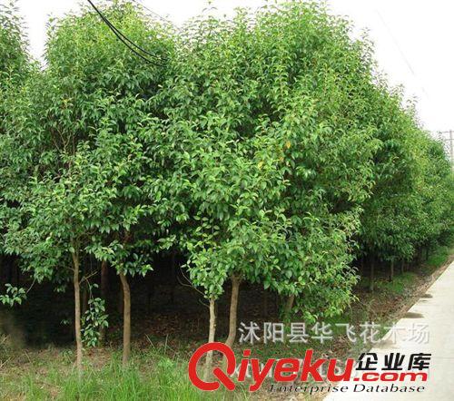 大葉女貞 高桿女貞 大葉女貞小苗 大葉女貞苗 園林綠化公司原始圖片2