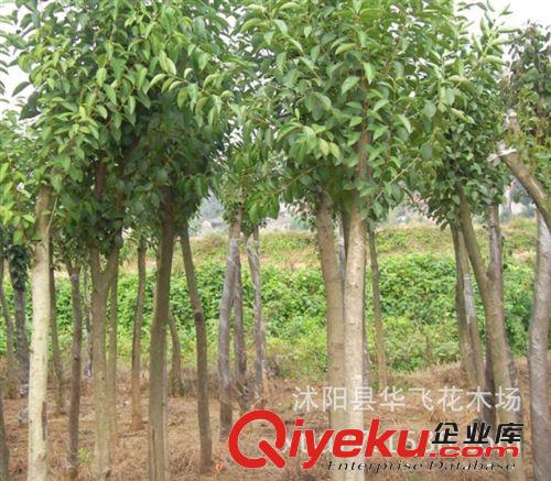 大葉女貞 高桿女貞 大葉女貞小苗 大葉女貞苗 園林綠化公司原始圖片3