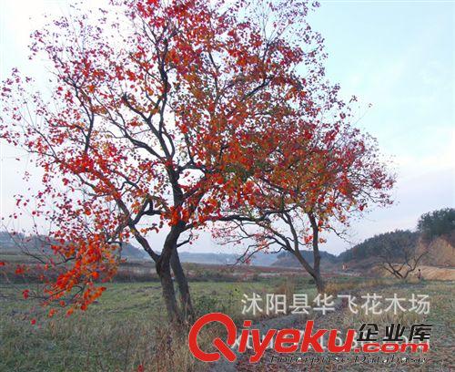 烏桕 紅烏桕 紅葉烏桕 烏桕樹 行道樹批發(fā)