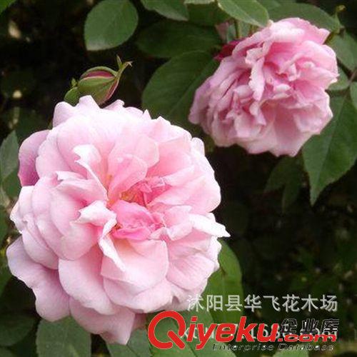 基地直銷 豐花月季 豐花月季苗 月季花 月季苗 月季批發(fā)