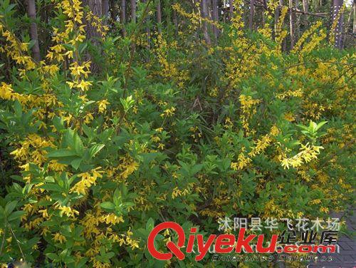 連翹 連翹樹 連翹苗 黃老虎 沭陽綠化工程 基地直銷原始圖片2