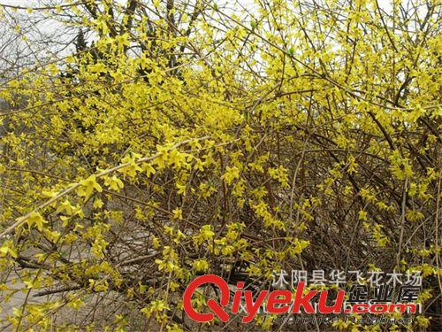 連翹 連翹樹 連翹苗 黃老虎 沭陽綠化工程 基地直銷原始圖片3