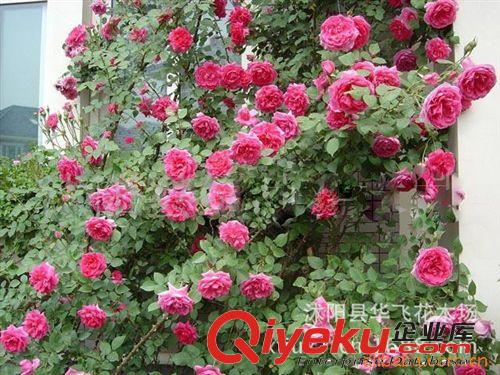 月季批發(fā) 藤本月季 月季花 月季苗原始圖片3