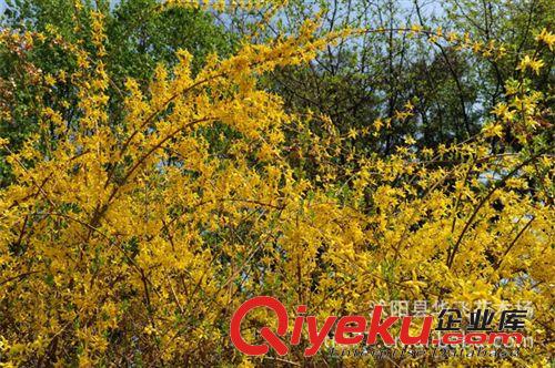 批發(fā)迎春 迎春花 迎春苗 迎春花小苗 迎春花盆景 園林綠化