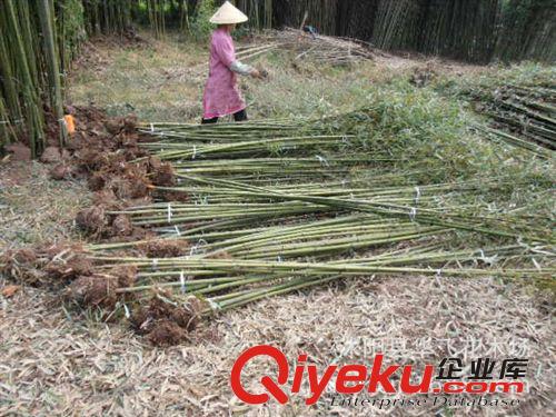 竹子 毛竹 竹 各種竹子批發 綠化竹子原始圖片2