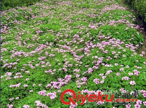 花卉批發 紅花三葉草 紅花草 三葉草系列 花卉基地