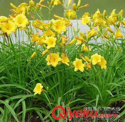 鳶尾 水生鳶尾 藍花蝴蝶蘭 蝴蝶蘭 綠化種苗批發