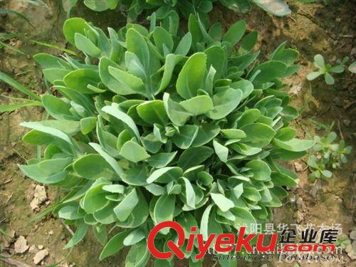 美人蕉 大花美人蕉 水生美人蕉 水培植物 草花花卉批發