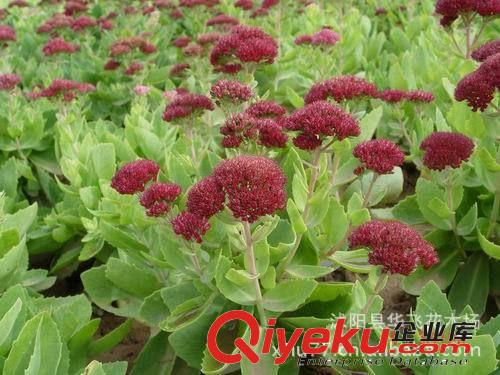 八寶景天 草花  盆栽花卉 花卉批發(fā) 花木批發(fā) 植物花卉原始圖片2