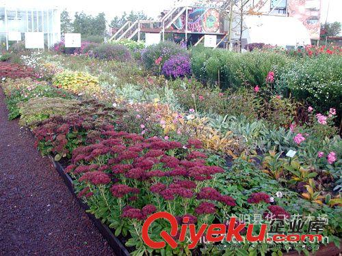 八寶景天 草花  盆栽花卉 花卉批發(fā) 花木批發(fā) 植物花卉原始圖片3