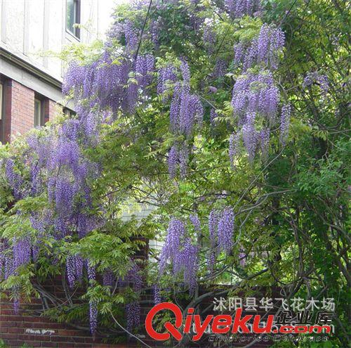 紫藤 紫藤花 紫藤植物 苗木批發(fā)