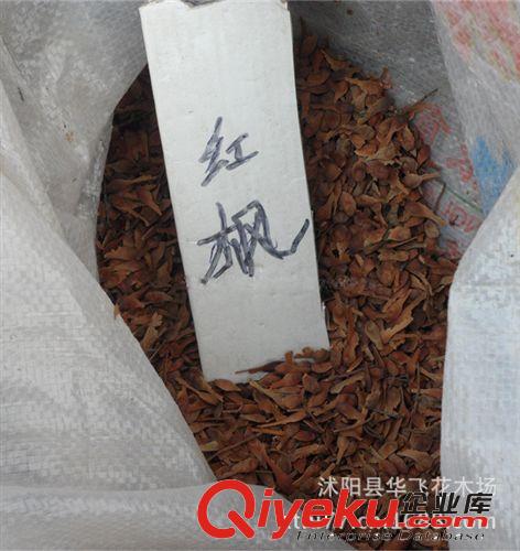 秋楓種子 秋楓樹種子 林木種子 種子批發原始圖片2
