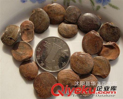 紫藤種子 紫藤花種子 多花紫藤種子 苗木種子批發原始圖片2