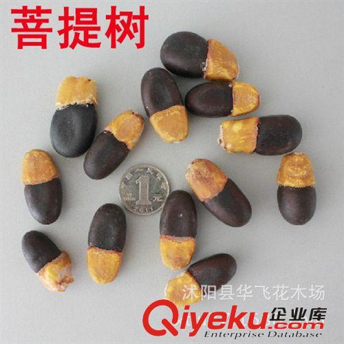 紫藤種子 紫藤花種子 多花紫藤種子 苗木種子批發