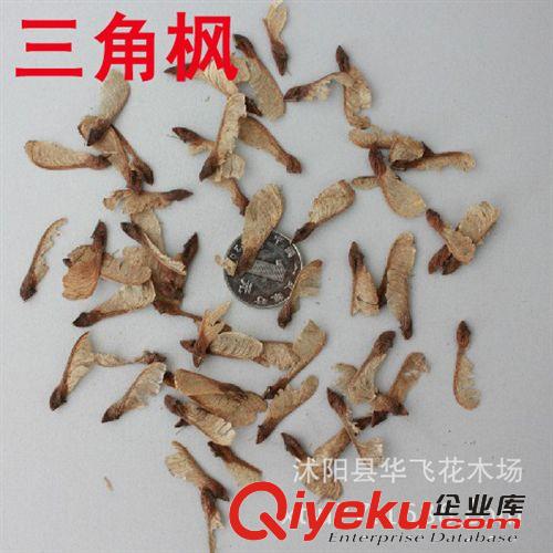 香樟種子 香樟樹種子 林木種子 當年新采樹種子批發原始圖片3