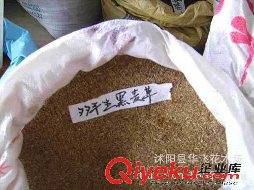 盆栽花卉種子批發 多年生草本花卉芍藥,芍藥種子  種子公司