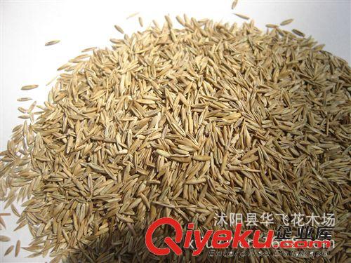 草種批發 黑麥草籽 多年生黑麥草草籽 牧草草種原始圖片2