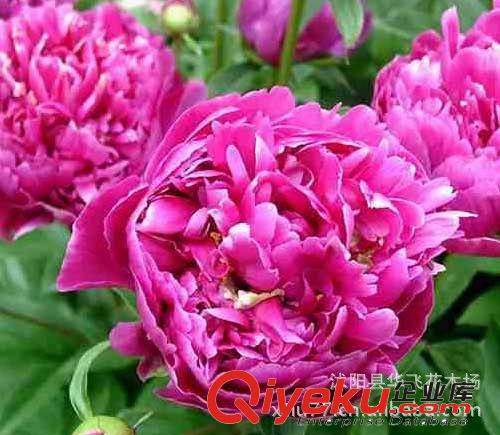 盆栽花卉種子批發 多年生草本花卉芍藥,芍藥種子  種子公司