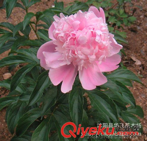 盆栽花卉種子批發 多年生草本花卉芍藥,芍藥種子  種子公司原始圖片2