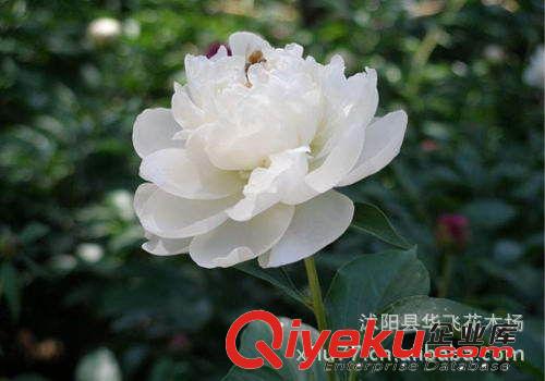 盆栽花卉種子批發 多年生草本花卉芍藥,芍藥種子  種子公司原始圖片3