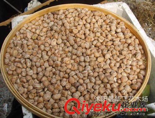 發(fā)財(cái)樹 發(fā)財(cái)樹種子 盆栽花卉 種子批發(fā)原始圖片2