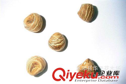 發(fā)財(cái)樹 發(fā)財(cái)樹種子 盆栽花卉 種子批發(fā)原始圖片3