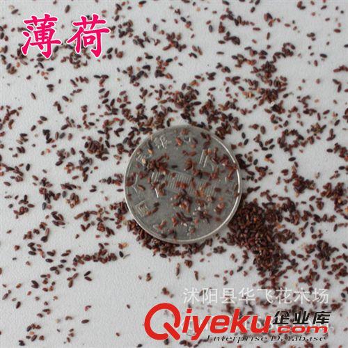 百日草種子 百日花種子 花卉種子 草花種子批發
