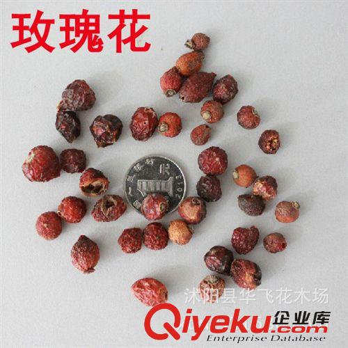 薄荷種子 美國薄荷種子 貓薄荷種子 盆栽種子批發原始圖片2