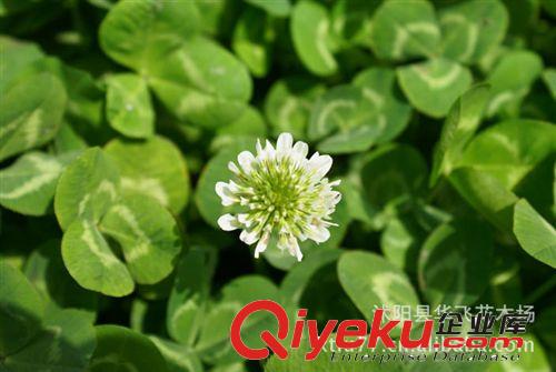草坪種子批發(fā) 白花三葉草種子 白花三葉草草籽 白三葉種子原始圖片2