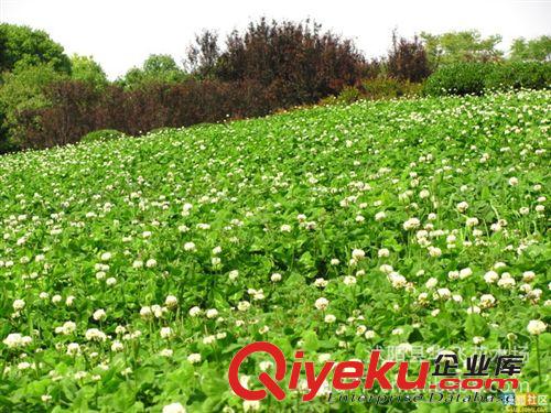草坪種子批發(fā) 白花三葉草種子 白花三葉草草籽 白三葉種子原始圖片3