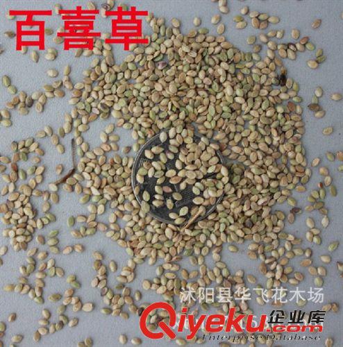 狗牙根草籽 狗牙根草種 草坪種子 護坡草籽 進口種子批發原始圖片2