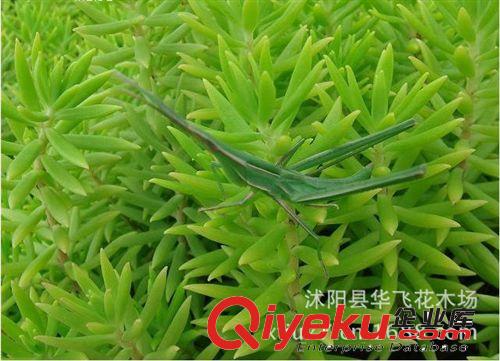 佛甲草 佛甲草種子 屋頂綠化 草坪草種 垂直綠化 植物種子批發(fā)原始圖片2