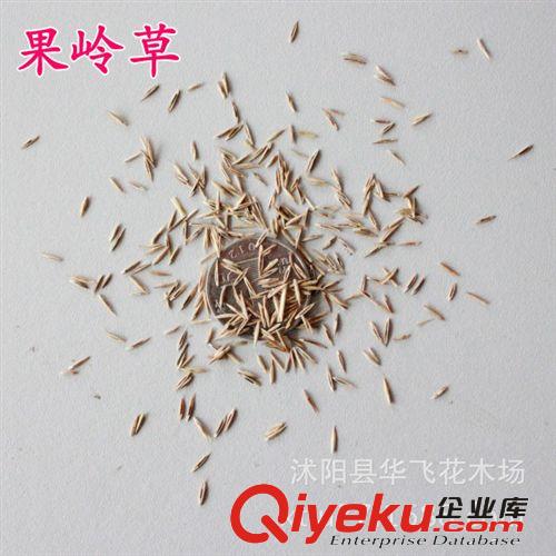 皇竹草 皇竹草種子 牧草種子 牧草草種 進口種子批發(fā)原始圖片3