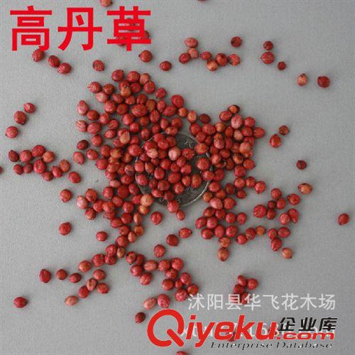 魯梅克斯 魯梅克斯種子 牧草種子 養牛羊豬魚牧草 進口種子批發原始圖片2