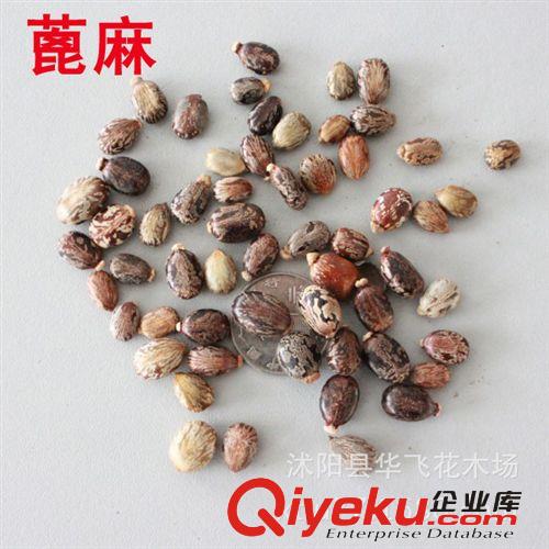 布迪椰種子 布迪椰子 景觀樹種子 林木種子批發原始圖片2